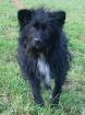 WEDE der kleine Wuschelhund ist ein Traumhund -