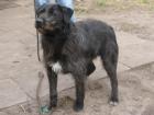 MORRIS ein toller Ausnahmehund mit bestem Charakter