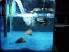 2 Jährige Wasserschildkröte abzugeben Schmuckschildkröte komplett mit Aquarim
