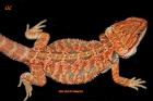 Multicolour Leatherback Farbbartagamen