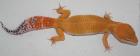 Leopardgecko Farbformen abzugeben