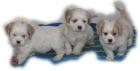 Wir dürfen ausziehen - Cocker Shih Tzu - unter 30 cm