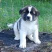 Wunderschöner Akita Welpen