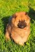 Eurasierwelpen von der Veitsburg - Pro Eurasier e. V.