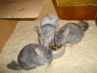 7 Chinchillas m w mit 2 Käfigen Zubehör auch einzeln zu verkaufen
