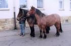 2 belgische Kaltblutwallache