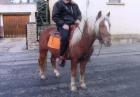 Sehr schöner Haflinger-Mix