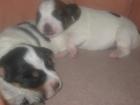 Unsere Jack Russel Mischlingsdame bekommt Welpen