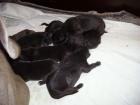 Deutsche Doggen Welpen