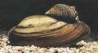 Teichmuscheln Schnecken Algenfresser // Fa. Fördefisch