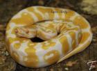 Schlangen DNZ 2022 zu verkaufen Boas Pythons und Nattern