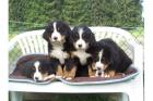 Wunderschöne Berner Sennenhunde Welpen