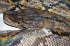 1 0 P. reticulatus Sumatra