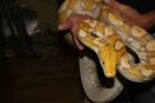 1 0 P. reticulatus Dark Lavender