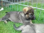 Schäferhundwelpen
