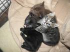 Die ganz besonderen Katzen Munchkins super süße Kitten