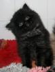 Elvis 8 Wochen schwarz Perser
