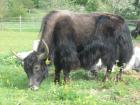Yak Stier / Yak Kuh zu verkaufen