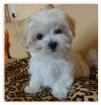 Malteser Welpe