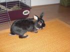 Kleines liebes Hasenmädchen sucht neues zu Hause