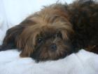 Niedlicher Shih Tzu Rüde mit Ahnenpass