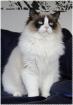 Wunderschöne Ragdoll Babys