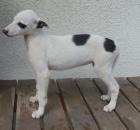 Greyhound und Bozoi