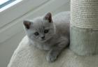 Vier traumhaft schöne typvolle Britisch Kurzhaar Bärchen BKH Kitten