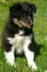 Max sucht ein liebevolles Zuhause