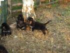 Altdeutsche Schäferhund-Welpen