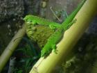 Großer Mad. Taggecko Phelsuma grandis Jungtiere von 2022