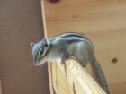Zahmes Streifenhörnchen. Ca. 1 Jahr alt. Weiblich