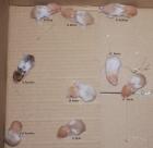 Gold/Teddyhamster aus erfahrener Hobbyzucht