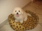 Bichon fris Welpen zu verkaufen