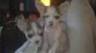 2 chihuahua welpen rüde und hündin in liebevolle hände zu verkaufen