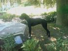 Familien Traumhund Schmusebacke