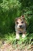 Shar Pei Welpen
