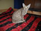 Wir geben unsere Brighty cinnamon silver spotted Ocicat ab