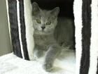 ACHTUNG SÜSSE KARTÄUSER KITTEN ABZUGEBEN