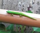 Schwarzstreifen Taggecko Phelsuma nigristriata