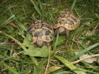Griechische Landschildkröten abzugeben