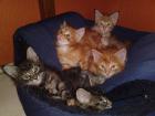 5 süße reinrassige - Maine Coon Kitten - mit Papiere
