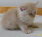 Süsse Perserbabys