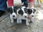 Süße lebhafte Jack Russell Terrier Welpen abzugeben
