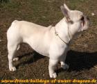 Traum in CREME Deckrüde Französische Bulldogge/ French Bulldog/ Bully