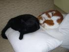 Die 2 besten und liebsten Katzen abzugeben Hauskatze Kater Katze gesund rein