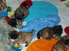 Pekingesenwelpen