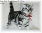 STOP ich brauche dich doch. Katze in black-silver-tabby-classic