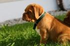 Süße Bordeaux Doggen Welpen