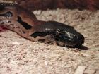 Madagaskarboa Acrantophis madagascariensis Boa Zuchtgrtuppe 1 2
